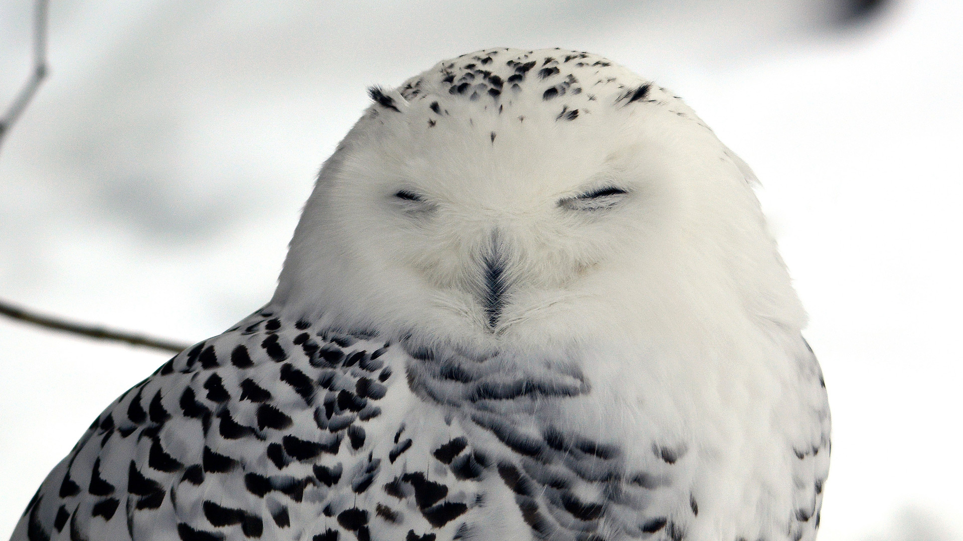 Harfang Des Neiges - Zoo Sauvage De Saint-Félicien