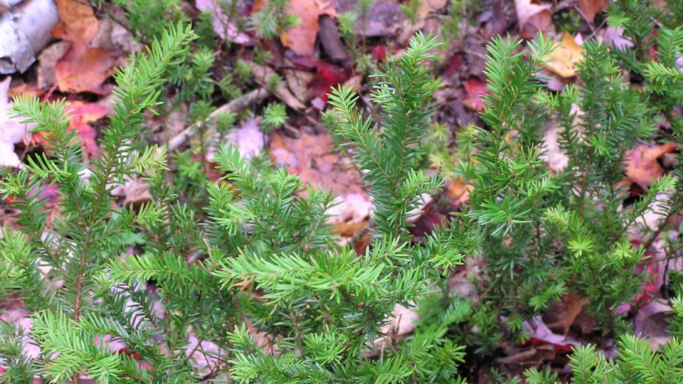 Canada yew and Western yew <i></noscript>Taxus canadensis</i> / <i>Taxus brevifolia</i>