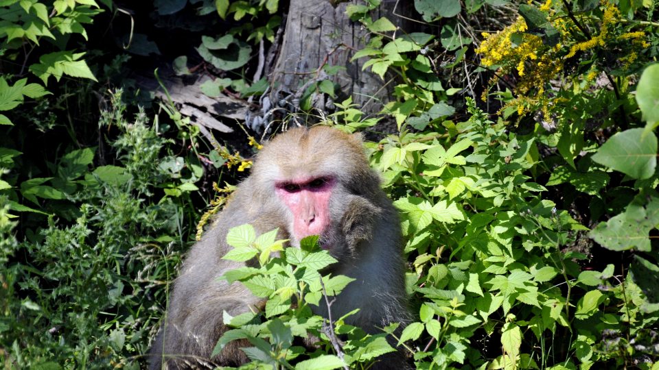 Collation des macaques japonais