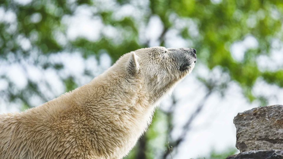 Polar bear feeding schedule