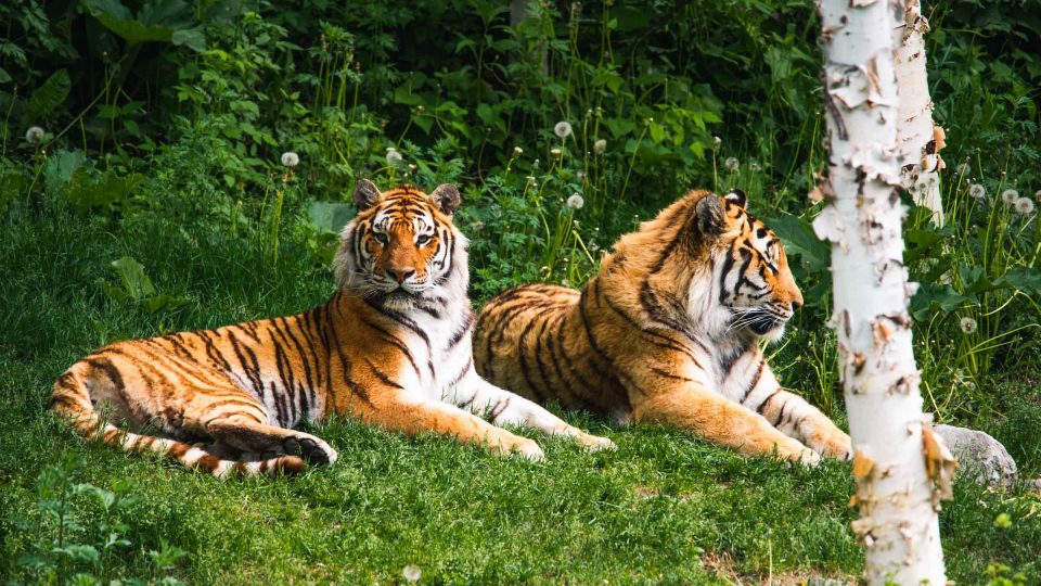 La Journée internationale du tigre